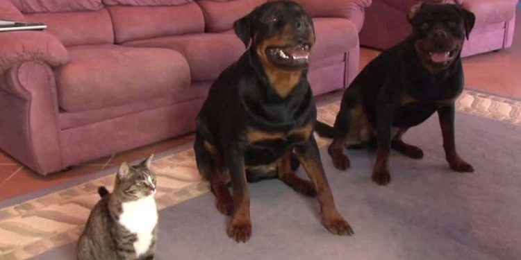 Le propriétaire enseigne aux chiens une nouvelle commande. Le chat a volé toute la vedette, l'enregistrement a été un succès absolu 1 propriétaire enseigne aux chiens nouvelle commande chat a volé vedette