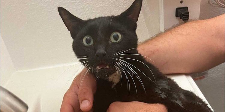 sauver félin opération chirurgicale 5000 euros était nécessaire