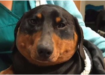 tête du teckel ressemblait à un ballon