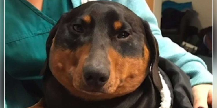 tête du teckel ressemblait à un ballon