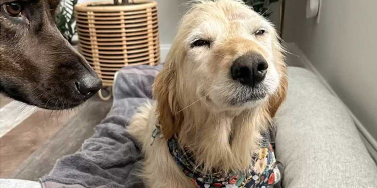 vieille chienne réalise enfin elle a été adoptée