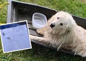 vieux chien attaché traîneau laissé extérieur refuge lettre déchirante