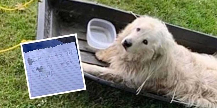 vieux chien attaché traîneau laissé extérieur refuge lettre déchirante