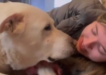 vieux chien inapable monter les escaliers