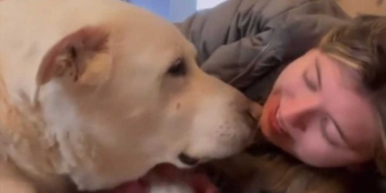 vieux chien inapable monter les escaliers