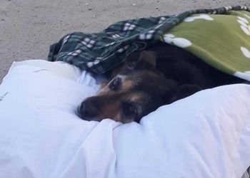 vieux chien voit la mer une dernière fois avant de partir