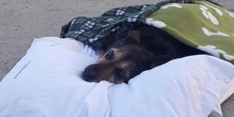 vieux chien voit la mer une dernière fois avant de partir