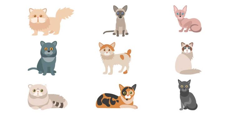 Aperçu sur les races de chats 1 Aperçu races chats