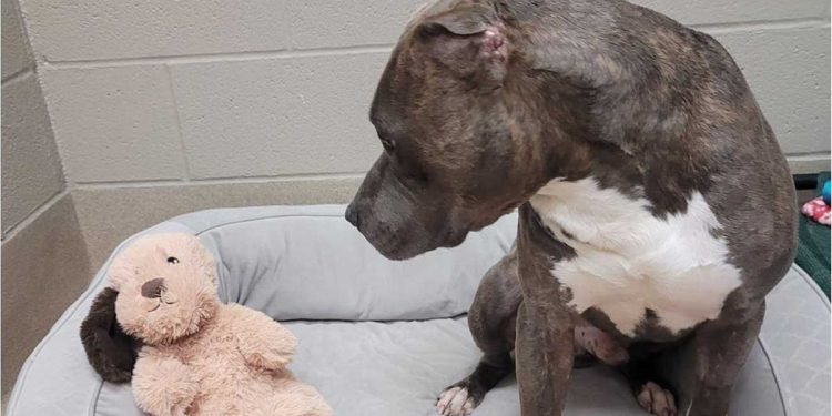 Bruno pitbull perdu une oreille