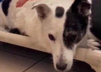 Chien déçu attendu 500 jours