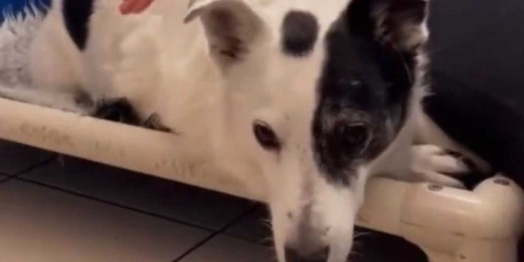 Chien déçu attendu 500 jours