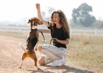 Dressage de chiens : Cultiver l'obéissance chez le chien 5 Cultiver obéissance dressage chiens