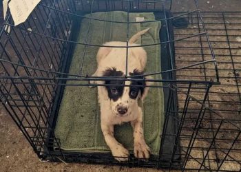 Deux chiens abandonnés cage avec note