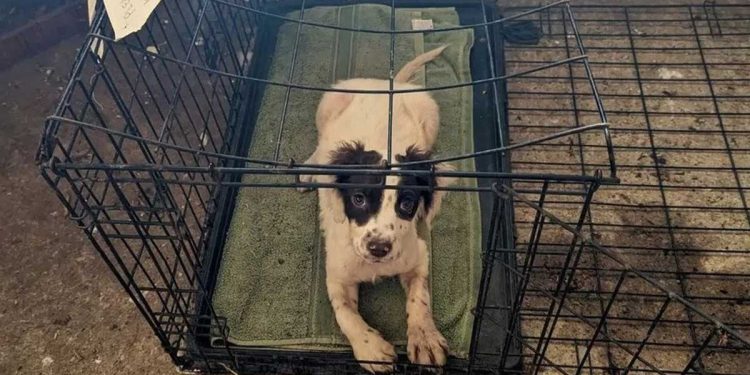 Deux chiens abandonnés dans une cage avec une note dessus. Une phrase suffisait pour ressentir un coup au cœur 1 Deux chiens abandonnés cage avec note