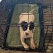 Deux chiens abandonnés dans une cage avec une note dessus. Une phrase suffisait pour ressentir un coup au cœur 2 Deux chiens abandonnés cage avec note