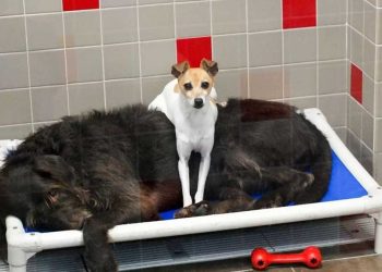 Deux chiens n arrêtent pas de se câliner dans le refuge