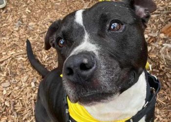 Drogo attend dans un refuge depuis 500 jours