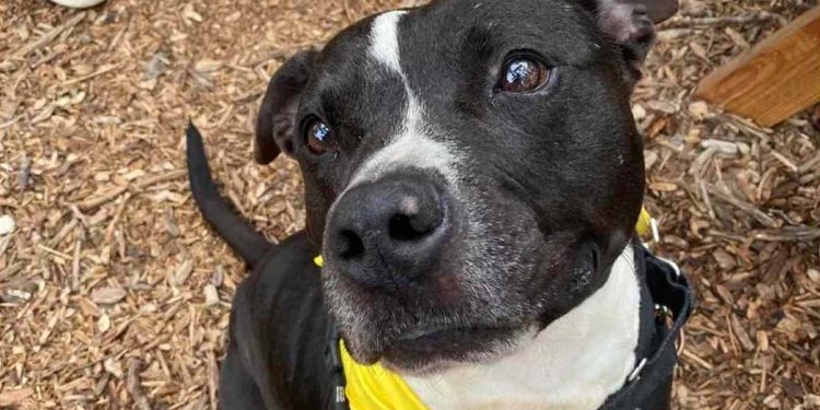 Drogo attend dans un refuge depuis 500 jours