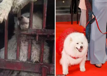 Felicity chien abattage tapis rouge Cannes