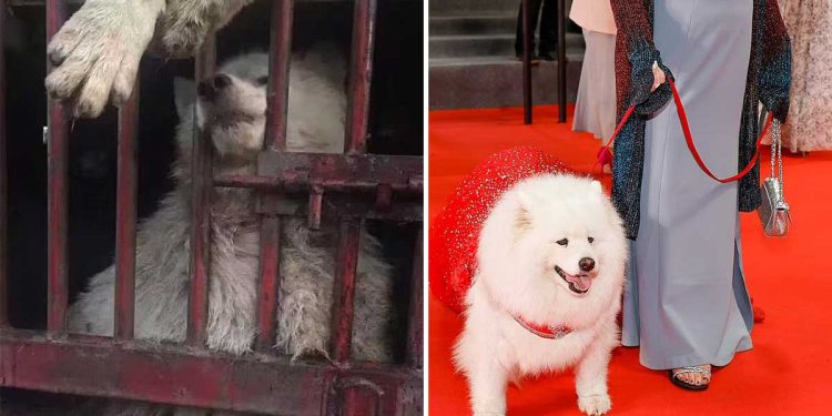 Il était destiné à l'abattage, au lieu de cela, il a a fait ses débuts sur le tapis rouge à Cannes. Felicity est censée être un exemple 1 Felicity chien abattage tapis rouge Cannes