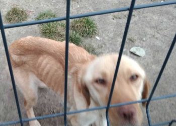 Il a arrêté nourrir chienne se venger sa femme