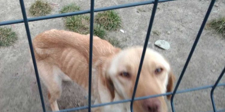 Il a arrêté nourrir chienne se venger sa femme