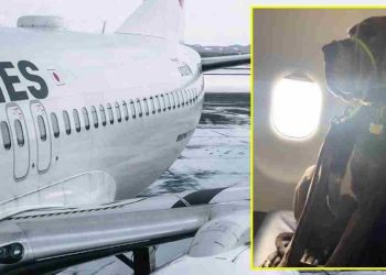 Il a payé trois sièges avion pour son chien