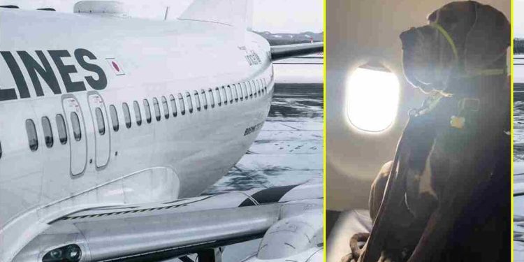 Il a payé trois sièges dans l'avion pour son chien. "Les voyageurs ont été choqués" 1 Il a payé trois sièges avion pour son chien