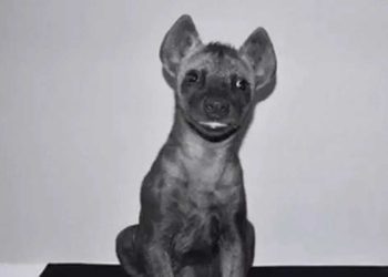 Il pensait avoir acheté un chien Mufasa Roi Lion