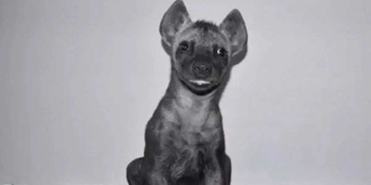 Il pensait avoir acheté un chien Mufasa Roi Lion