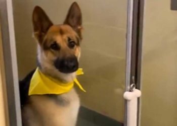 Ils se sont débarrassés du chien parce qu’ils avaient un bébé