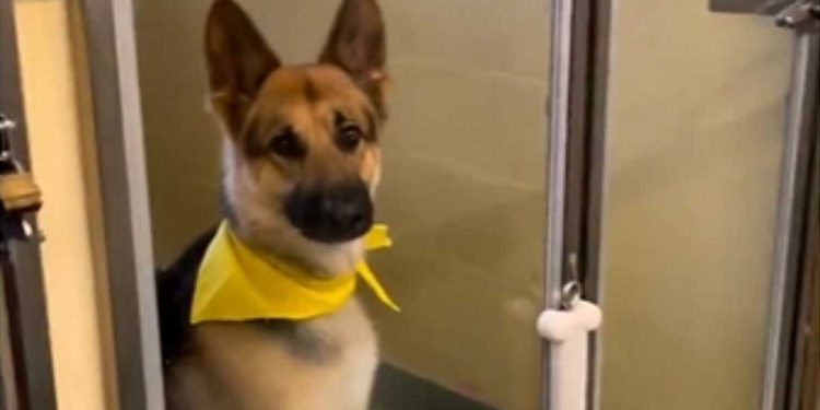 Ils se sont débarrassés du chien parce qu’ils avaient un bébé