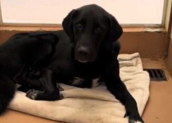 Le Labrador attend une famille aimante depuis plus de 500 jours. Tout ça à cause d’un syndrome qui touche aussi les autres