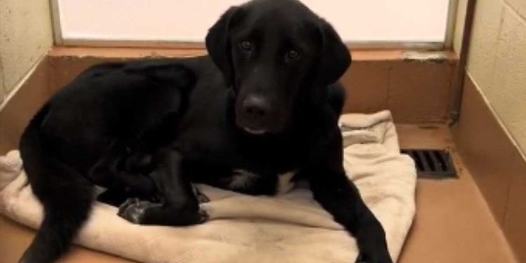 Le Labrador attend une famille aimante depuis plus de 500 jours. Tout ça à cause d'un syndrome qui touche aussi les autres 1 Le Labrador attend une famille aimante depuis plus de 500 jours. Tout ça à cause d’un syndrome qui touche aussi les autres