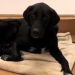 Le Labrador attend une famille aimante depuis plus de 500 jours. Tout ça à cause d'un syndrome qui touche aussi les autres 4 Le Labrador attend une famille aimante depuis plus de 500 jours. Tout ça à cause d’un syndrome qui touche aussi les autres