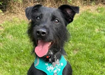 Marcus 5 semaines aboyé exigé endorme