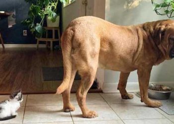 Mastiff 62 kg obsédé petit chaton