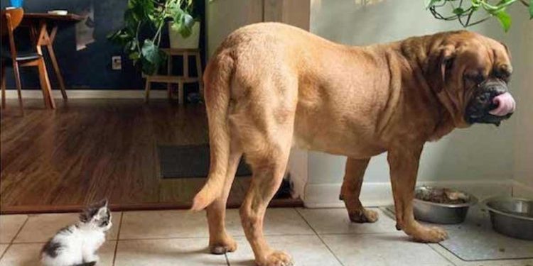 Mastiff 62 kg obsédé petit chaton