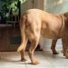 Un Mastiff de 62 kg devient obsédé par un petit chaton et fait tout pour le protéger 5 Mastiff 62 kg obsédé petit chaton