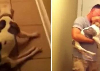 Pitbull paralysé heureux voir son maître