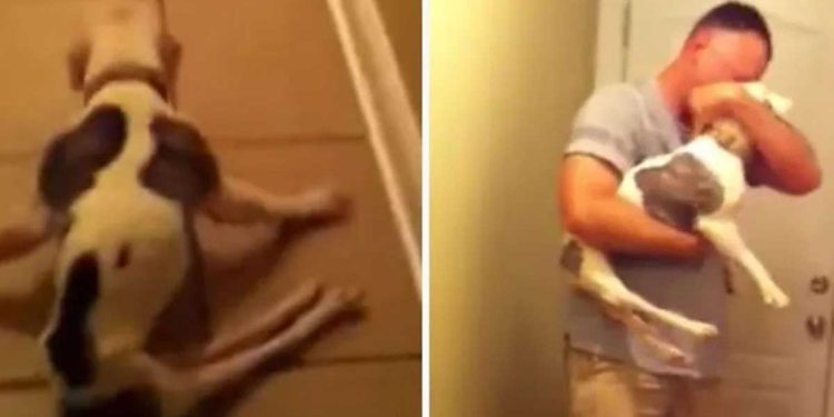 Pitbull paralysé heureux voir son maître