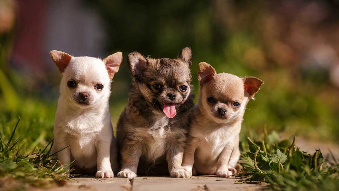 Poids-du-chihuahua-par-mois