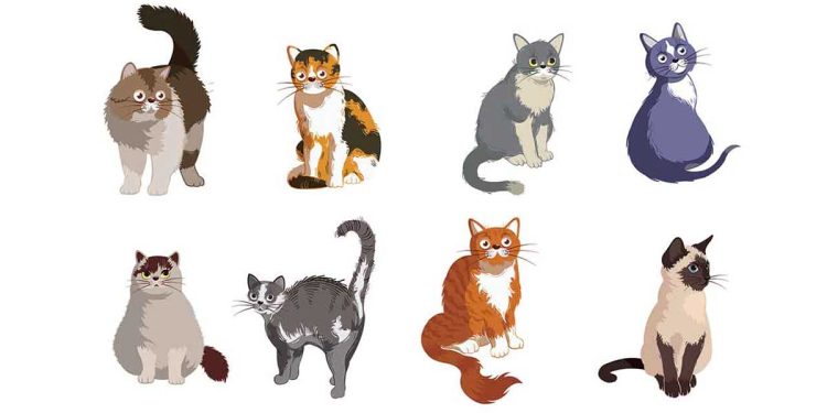 Quelle race chat convient mieux