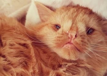 Romeo chat prouve apparence ne fait pas tout