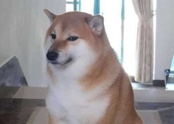 Shiba inu Cheems décédé