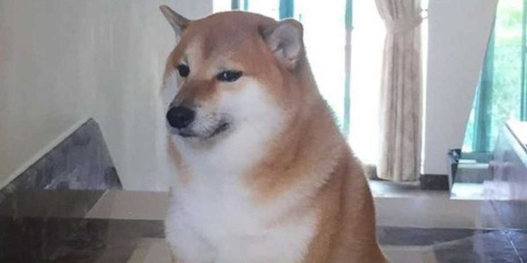 Shiba inu Cheems décédé