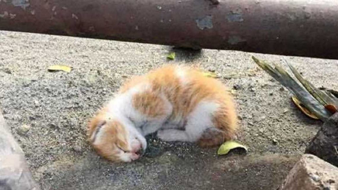 Tout le monde est passé devant petit chaton