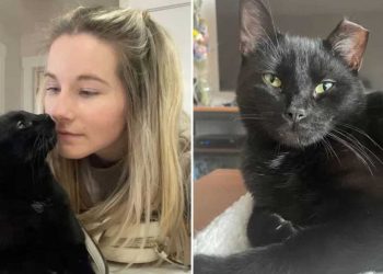 Tout le monde ignorait chat noir refuge