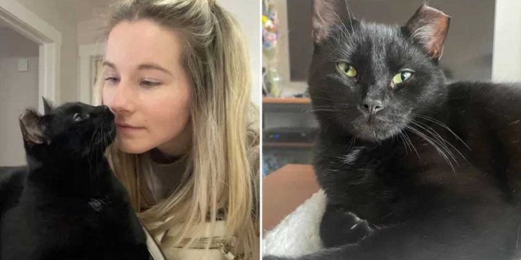 Tout le monde l’ignorait au refuge. Le chat noir a montré qu'il avait quelque chose dans sa manche que personne d'autre n'avait 1 Tout le monde ignorait chat noir refuge