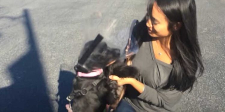 Un chien aveugle après une opération a finalement vu sa famille